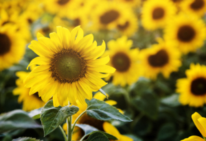 tournesol